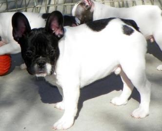 Franz�sische Bulldoggen Welpe