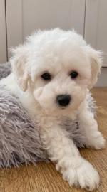 Bichon Frise