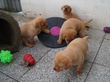 Labradorwelpen zu verkaufen