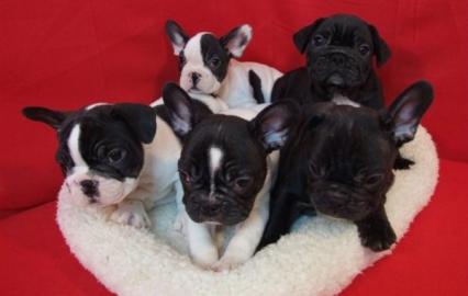 Franz�sische Bulldogge Welpen
