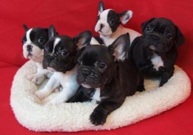 Franz�sische Bulldogge Welpen
