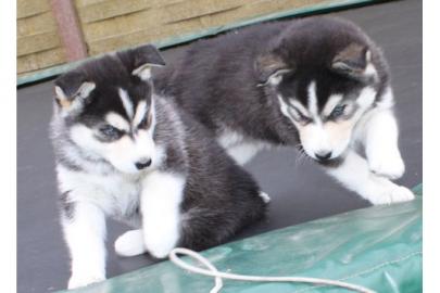 Reinrassige Siberian Husky Welpen abzuge