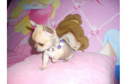 S��er, verschmuster Langhaar-Chihuahua-W