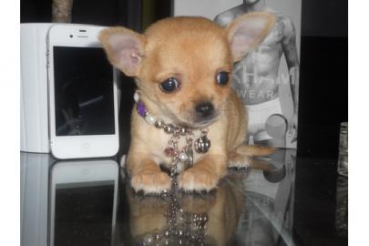 S��er, verschmuster Langhaar-Chihuahua-W