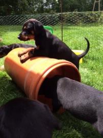 Reinrassige Dobermannwelpen mit FCI-Pap