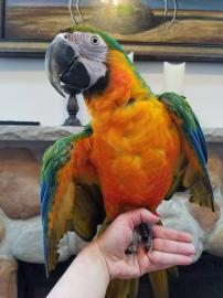 SCARLET MACAW ZU VERKAUFEN