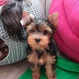 Wundersch?ne Yorkshire Terrier Welpen