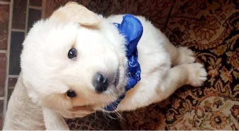 Loving Available Golden Retriever W