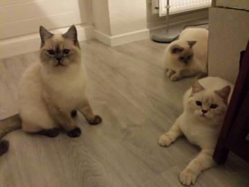wundersch�nen BKH Kitten mit tollem Stam
