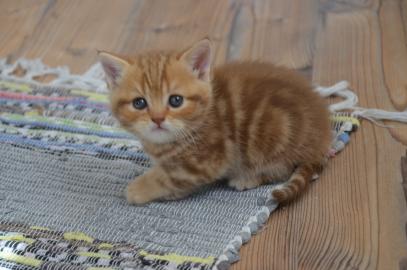 wundersch�nen BKH Kitten mit tollem Stam