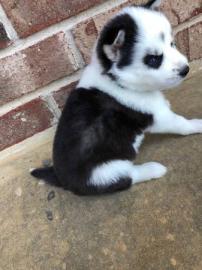 Weihnachtsgeschenk SIBERIAN HUSKY Welpen