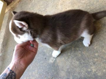Weihnachtsgeschenk SIBERIAN HUSKY Welpen