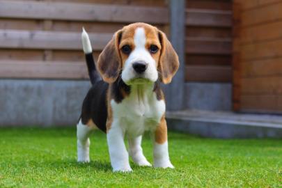 Beagle Welpen reinrassig , tricolor zum