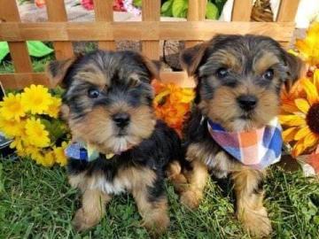 Yorkie Yorkshire Terrier Welpen whatsapp