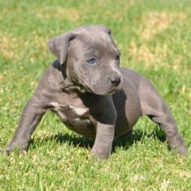 wundersch�ne Reinsassige Blueline Pitbul