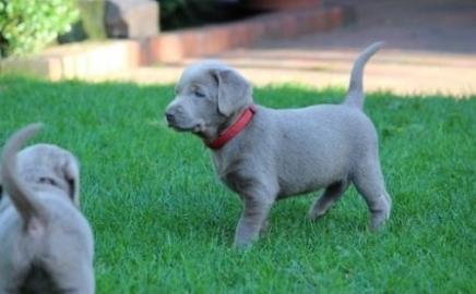 Labradorwelpen mit Papieren