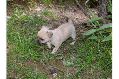 Bildsch�ne reinrassige Chihuahua Welpen