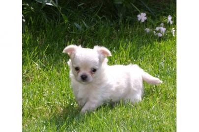 Bildsch�ne reinrassige Chihuahua Welpen