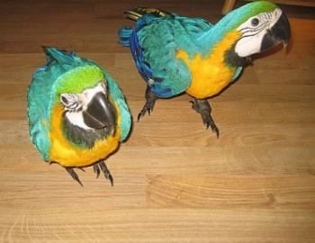 Gelbbrustara P�rchen + K�fig