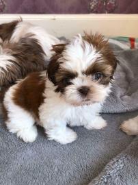 Wundersch?ne Shih Tzu Welpen