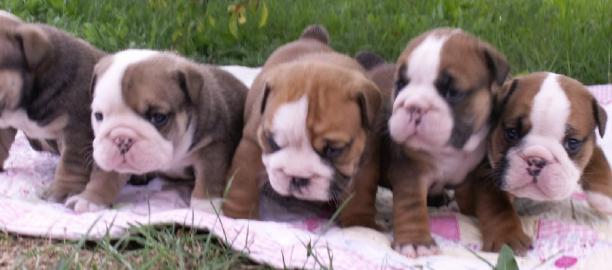 English Bulldog Welpen mit Papiere Unse