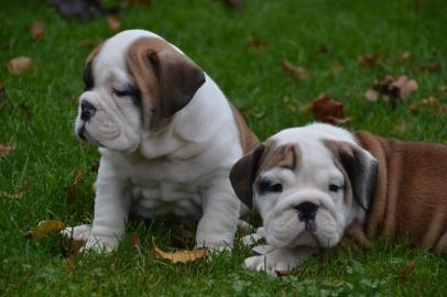 English Bulldog Welpen mit Papiere Unse
