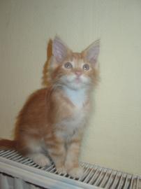 SEHR SCH�NE MAINE COON!