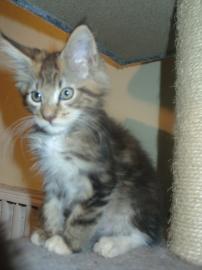 SEHR SCH�NE MAINE COON!