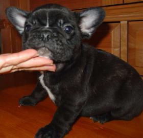 s��e franz�sisch Bulldogge Welpen