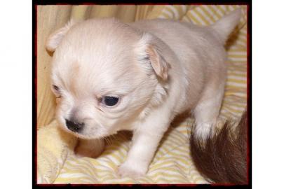 Chihuahua welpen fur 150 euros