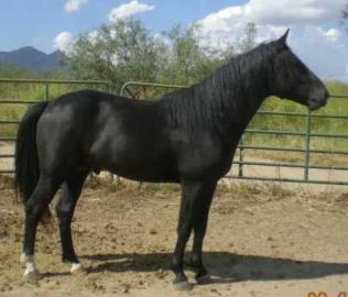 s��e Pferde f�r Verkauf