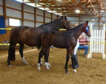 s��e Pferde f�r Verkauf