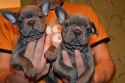 Franz?sische Bulldogge Welpen mit Stammb