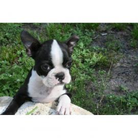 Boston Terrier Babys