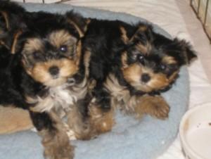 Sch?ne mini Yorkshire Terrier Welpen. 