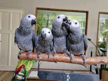 perfekt geschult und kultiviert Graupapa