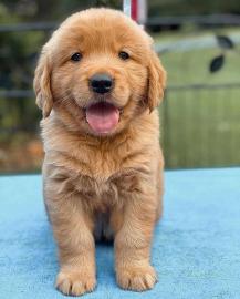 Golden Retriever Welpen zur Annahme,. 
