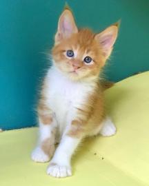 Wundersch�ne Maine-Coon-Katzen abzugeben