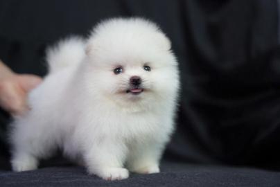 Wundersch�ne Pomeranian Zwergspitzwelpen