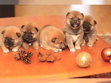 Wundersch�ne Shiba Inu Welpen