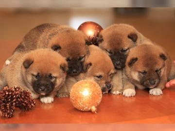 Wundersch�ne Shiba Inu Welpen
