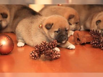 Wundersch�ne Shiba Inu Welpen