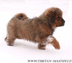 Tibetan mastiff rot Welpen