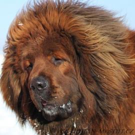 Tibetan mastiff rot Welpen