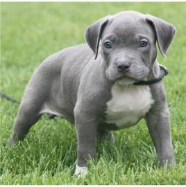 S��e reinrassige Pitbull Blue Line Welpe
