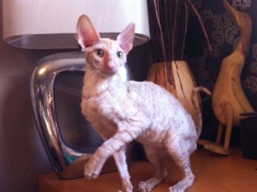 Sch�ne Sphynx-K�tzchen