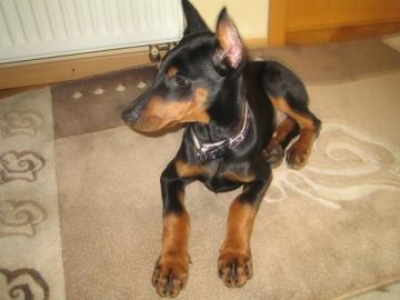 Dobermann-Welpen, schwarz, braun, FCI St