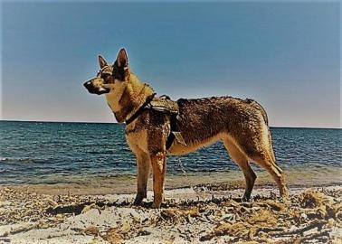 Tschechoslowakischer Wolfshund Welpen