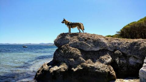 Tschechoslowakischer Wolfshund Welpen