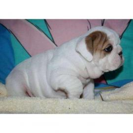 Englische Bulldoggen Welpen mit Papieren